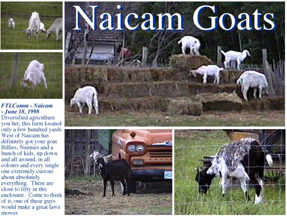 IMAGE imgs/goats01.jpg
