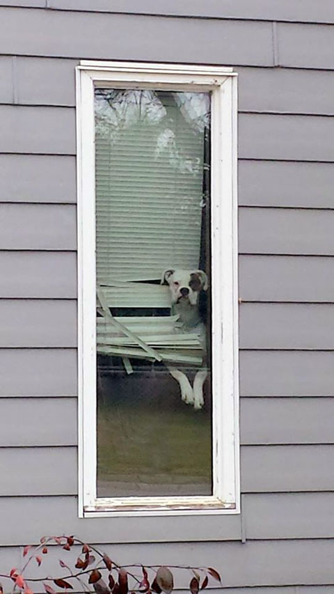 3-Cindy&#39;s-window-dog480